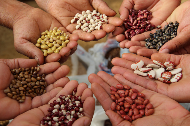 Seeds, right to life and farmers’ rights
