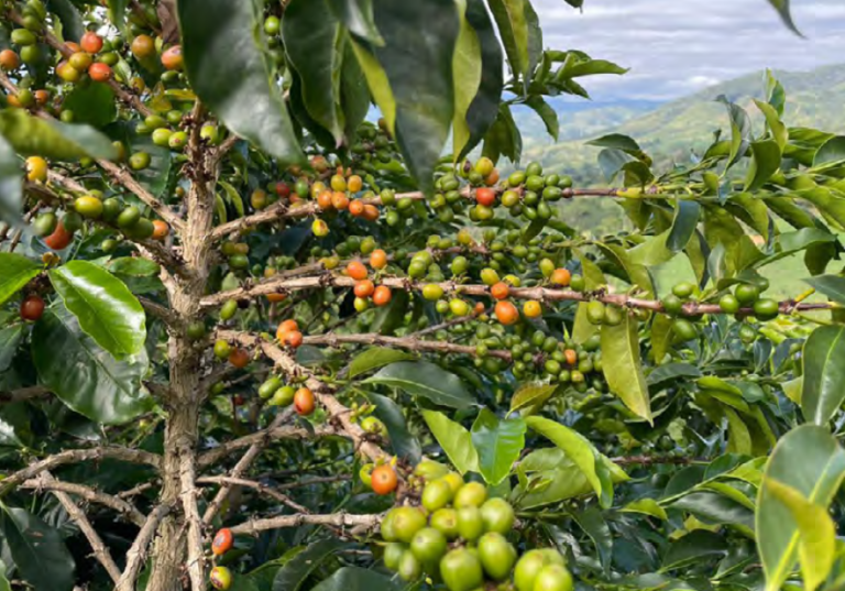 Coffee and carbon in Colombia: Human rights concerns at the intersection of food systems, climate change and data-based technologies