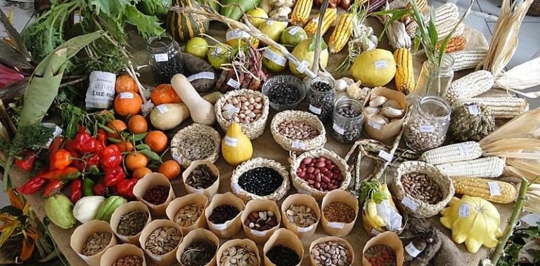 Sinergias y complementariedad entre la agroecología y la UNDROP: El ejemplo de Brasil