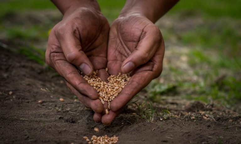 Kenya’s seed sharing ruling a milestone for peasants’ rights and food security: UN experts
