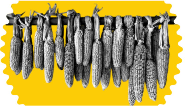 El derecho al desarrollo: una herramienta para la soberanía alimentaria y la implementación de la Declaración de las Naciones Unidas sobre los Derechos Campesinos